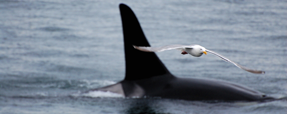 An Orca whale photobombs a gull.